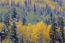 USA, Colorado, Uncompahgre National Forest, Snowfall on fall... by Danita Delimont