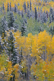 USA, Colorado, Uncompahgre National Forest, Snowfall on fall... by Danita Delimont