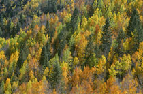 USA, Colorado, San Juan National Forest, Autumn colored aspe... by Danita Delimont