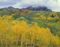 USA, Colorado, Gunnison National Forest, Fall brings color t... von Danita Delimont