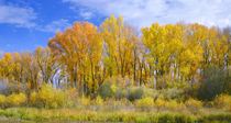 USA, Colorado, Curecanti National Recreation Area, Narrowlea... by Danita Delimont