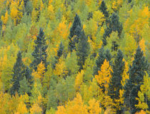 USA, Colorado, San Juan National Forest, Fall adds color to ... by Danita Delimont