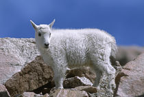 Mountain goat kid on rocks, Mount Evans Recreation Area, Ara... von Danita Delimont