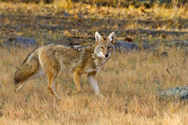 Coyote hunting. by Danita Delimont