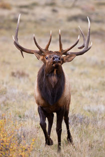 Elk bull herding harem and bugling. by Danita Delimont
