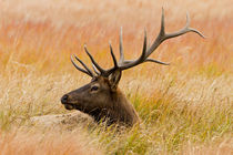 Elk resting in meadow grass. by Danita Delimont