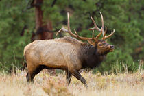 Elk bull herding harem and bugling. by Danita Delimont