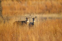 White-tailed Deer male and female in grassland habitat by Danita Delimont