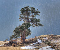 USA, Colorado, Tree in Estes Park. by Danita Delimont