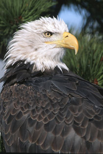 Bald Eagle in pine tree, Colorado by Danita Delimont