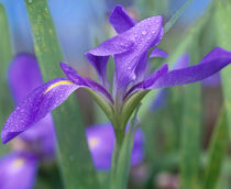 Blue Flag Iris, Colorado by Danita Delimont