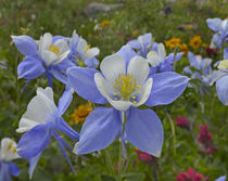 Colorado blue columbines, Colorado, USA von Danita Delimont