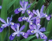 Crested Dwarf Irises, Colorado von Danita Delimont