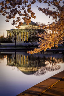 Cherry blossoms and the Jefferson Memorial at dawn in Washin... by Danita Delimont