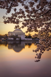 Cherry blossoms and the Jefferson Memorial at dawn in Washin... by Danita Delimont