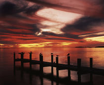 USA, Florida, Fort Meyers, Silhouetted birds on pier at sunset von Danita Delimont