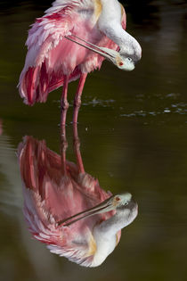 USA, Florida, Everglades National Park by Danita Delimont