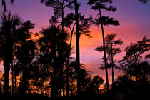 Big Cypress sunset. by Danita Delimont