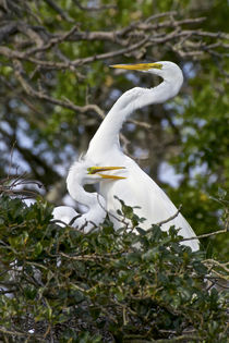 Great Egrets nesting by Danita Delimont