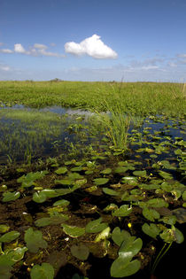 Water lilies and sawgrass in the Florida everglades. by Danita Delimont