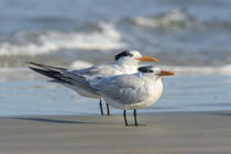 USA, Florida, New Smyna Beach, Royal Tern by Danita Delimont
