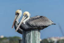 USA, Florida, New Smyrna Beach, pelicans roosting on pylon. by Danita Delimont