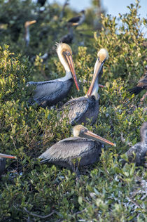 USA, Florida, New Smyrna Beach, Brown Pelicans in rookery. by Danita Delimont