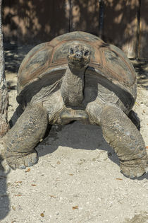 USA, Florida, Orlando, tortoise, Gatorland. von Danita Delimont