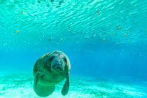 Manatee Swimming in clear water of Crystal River, Florida by Danita Delimont