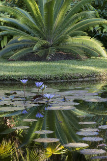 USA, Florida, Tropical vegetation, flowering water lilies an... by Danita Delimont