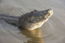 USA, Florida, Orlando, alligator doing water dance at Gatorland. by Danita Delimont