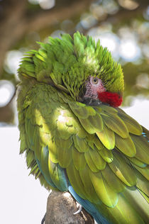 USA, Florida, Orlando, Green Macaw, Gatorland. by Danita Delimont