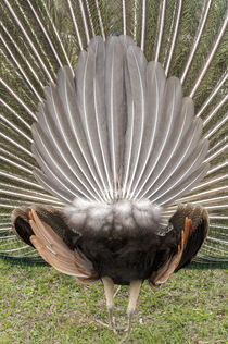 USA, Florida, Orlando, rear view of male peacock, Gatorland. by Danita Delimont