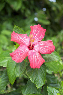 USA, Florida, red Hibiscus by Danita Delimont