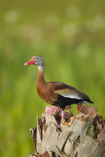 Black-bellied Whistling Duck on cabbage palm, Dendrocygna au... by Danita Delimont