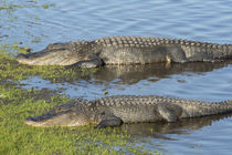 Pair of American Alligators sunning on the bank of the Myakk... by Danita Delimont