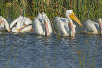 A flock of White pelicans in line to begin feeding, Pelecanu... by Danita Delimont