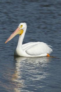 White pelican, Pelecanus Erythrorhynchos, Viera Wetlands Florida, USA by Danita Delimont