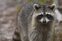 Raccoon, Procyon lotor, Florida, USA von Danita Delimont