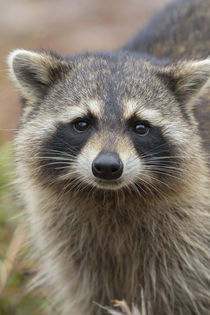 Raccoon, Procyon lotor, Florida, USA by Danita Delimont