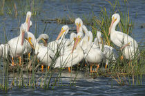White pelicans resting among the bulrush, Pelecanus Erythror... by Danita Delimont