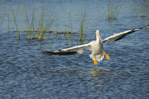 White pelican landing, Pelecanus Erythrorhynchos, Viera Wetl... by Danita Delimont