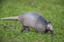 Nine-banded armadillo, or long nose on the run, Dasypus nove... by Danita Delimont