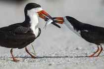 Black Skimmer protecting minnow from others, Rynchops Niger,... by Danita Delimont