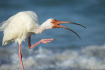 Adult White ibis scratching along shoreline, Eudocimus albus... by Danita Delimont