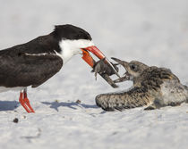 Black Skimmer chick going for fish, Rynchops niger, Gulf of ... by Danita Delimont
