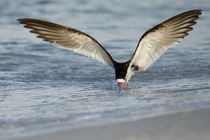 Black Skimmer coming in for a landing, Rynchops niger, Gulf ... by Danita Delimont