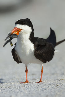 Black Skimmer the winner with the food, Rynchops niger, Gulf... by Danita Delimont