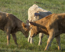 Calves playing around, Sumter County, Florida by Danita Delimont