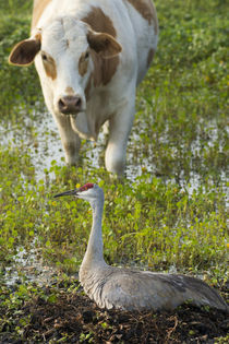 Curious cattle coming down for water, Sandhill Crane alertin... by Danita Delimont